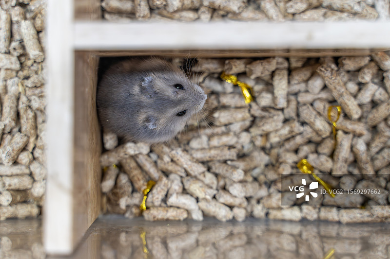 宠物店被圈养的仓鼠图片素材