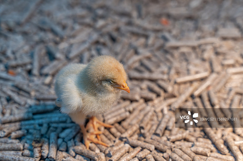 宠物店里圈养的小鸡图片素材