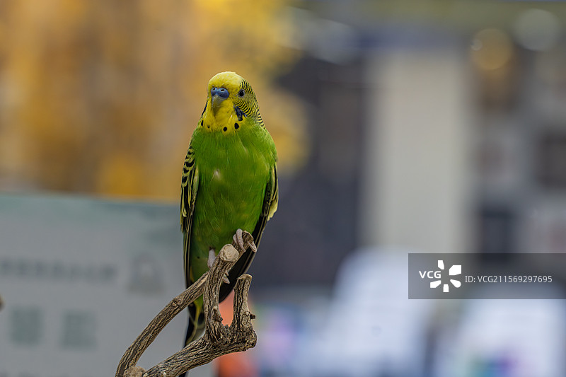 宠物店被圈养的鹦鹉图片素材