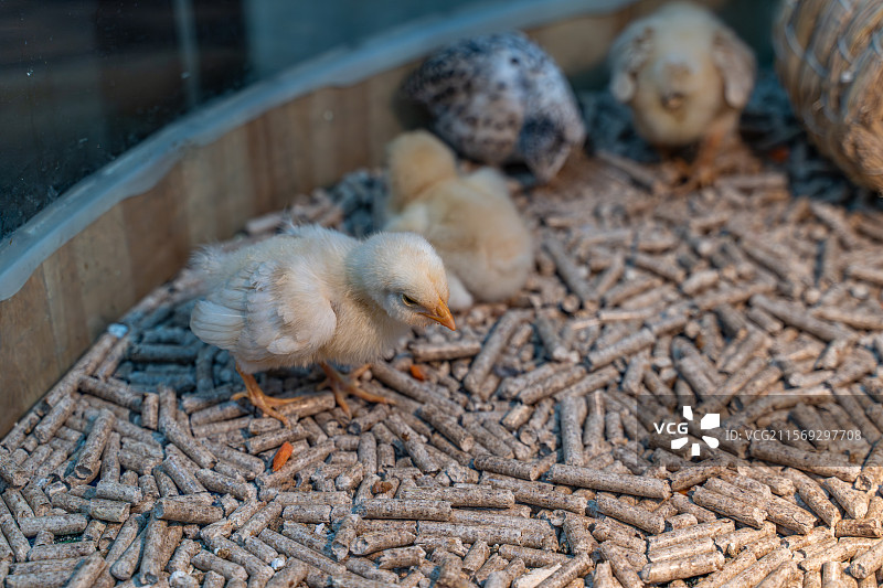 宠物店里圈养的小鸡图片素材