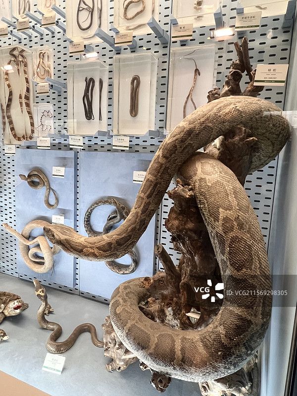 蟒蛇标本图片素材
