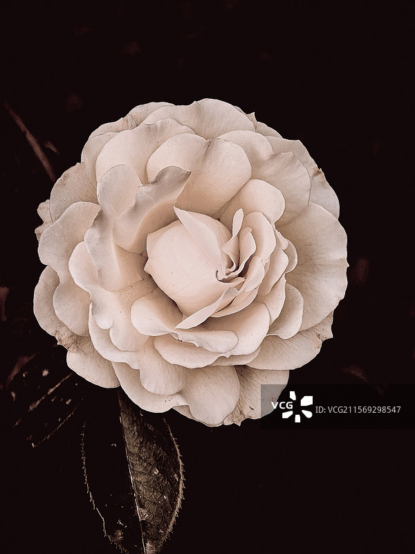 玫瑰花开图片素材