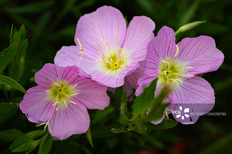 春天盛开的粉色粉花月见草夜来香图片素材