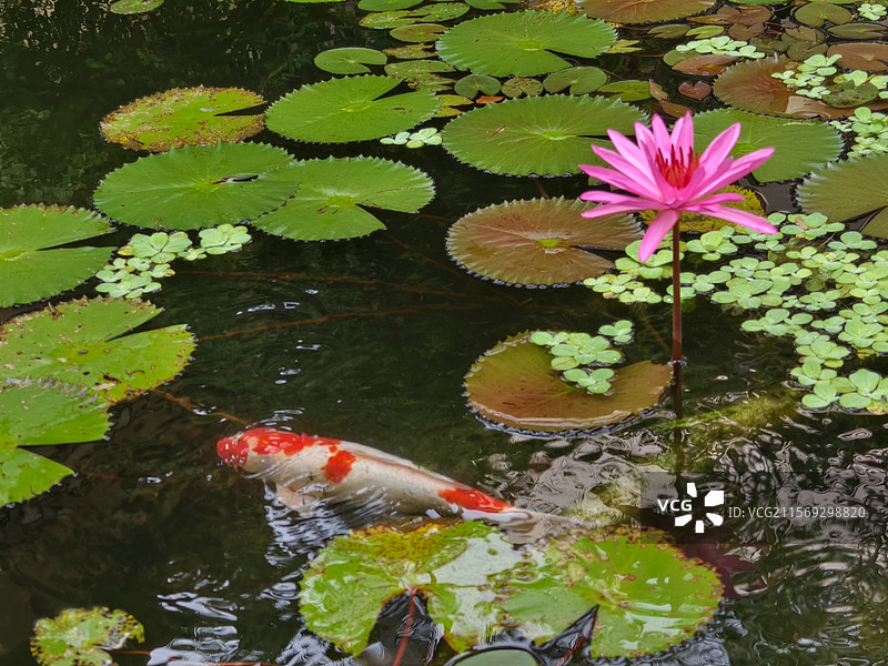 一花一魚一菩提图片素材