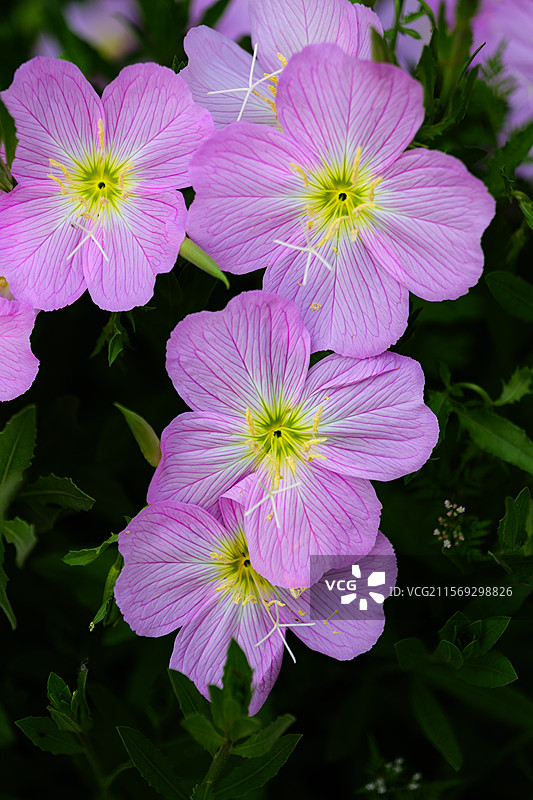 春天盛开的粉色粉花月见草夜来香图片素材