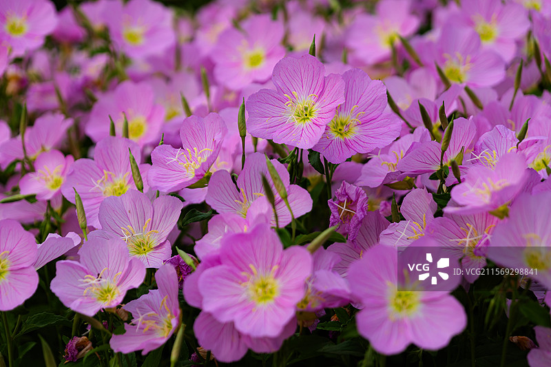 春天盛开的粉色粉花月见草夜来香图片素材