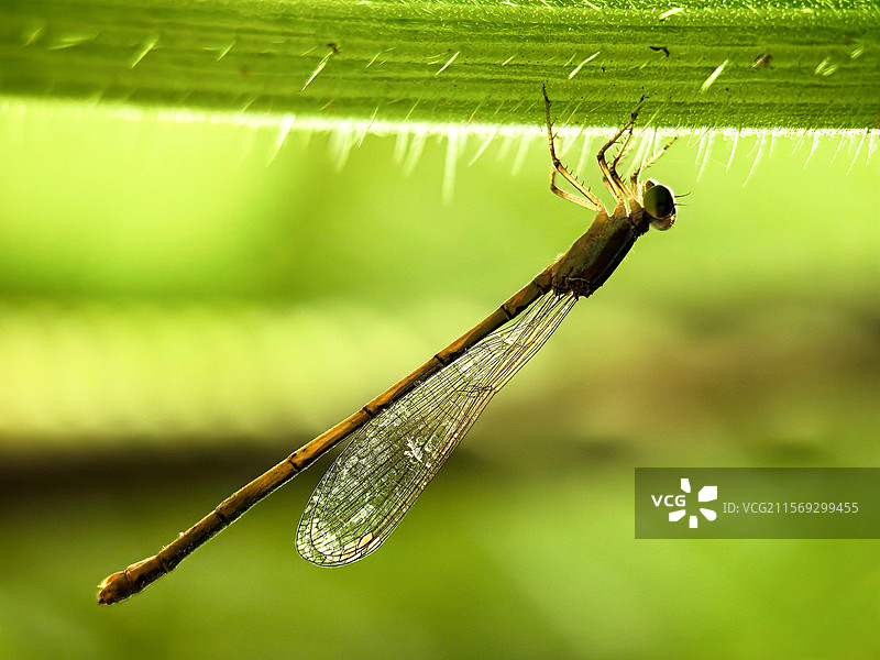 豆娘会修卷帘门图片素材