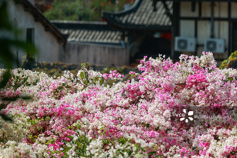 深圳甘坑古镇勒杜鹃花图片素材
