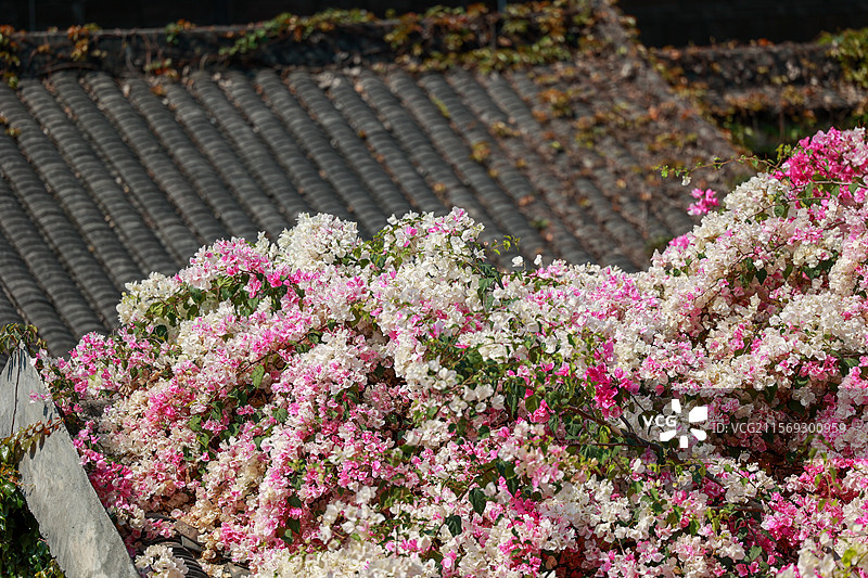 深圳甘坑古镇勒杜鹃花图片素材
