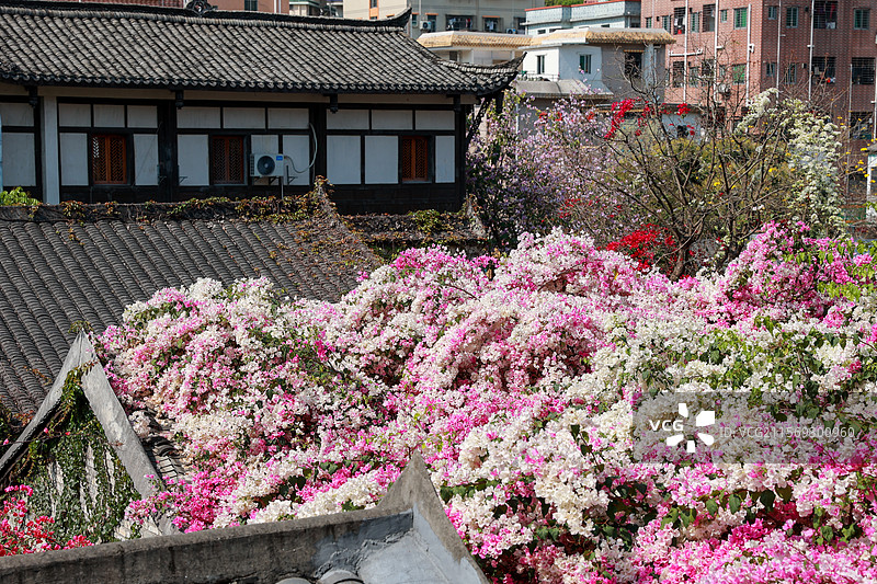 深圳甘坑古镇勒杜鹃花图片素材