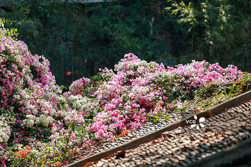 深圳甘坑古镇勒杜鹃花图片素材