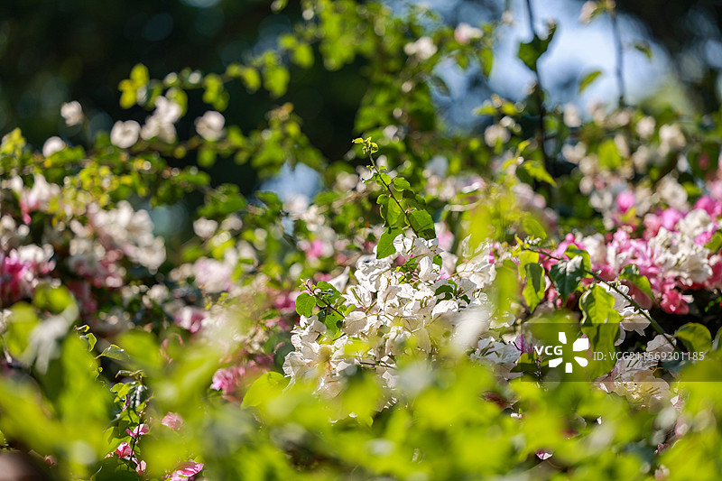 深圳甘坑古镇勒杜鹃花图片素材