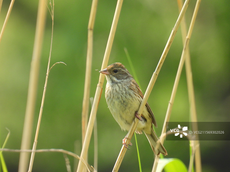 站在芦苇上的灰头鹀图片素材
