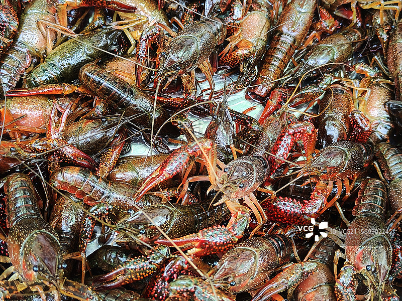 生鲜小龙虾图片素材