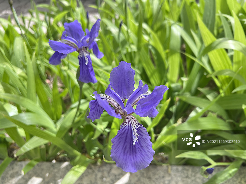 鸢尾图片素材