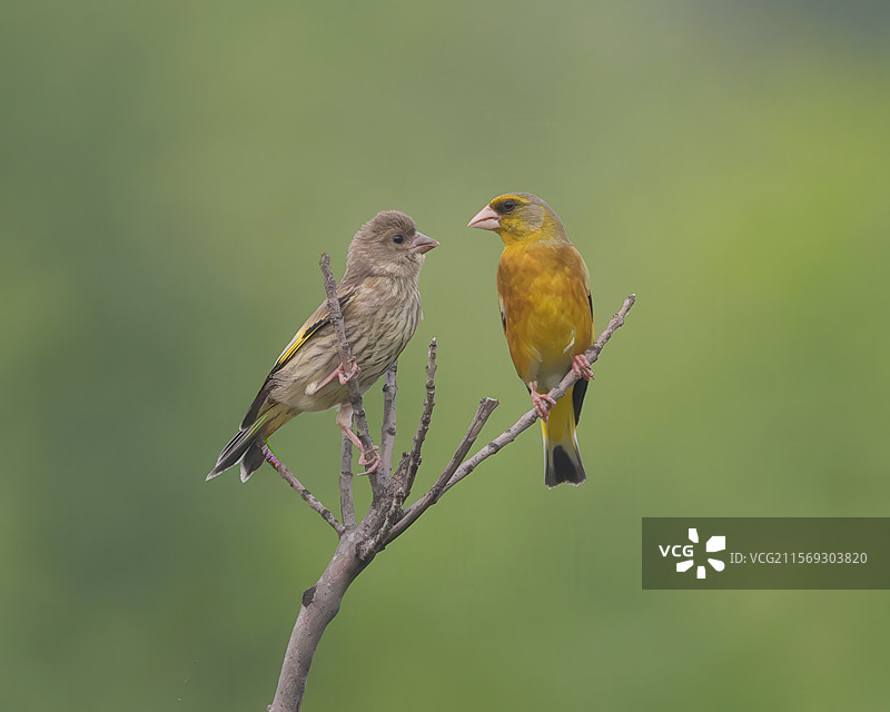金翅雀夫妇玩耍图片素材