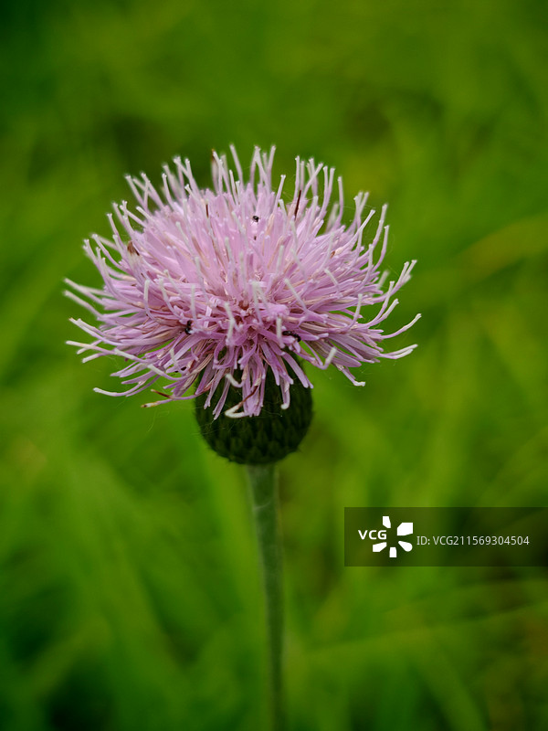 刺儿菜是菊科蓟属多年生草本植物，别名小蓟、大刺儿菜等。其茎直立，高可达50厘米。图片素材