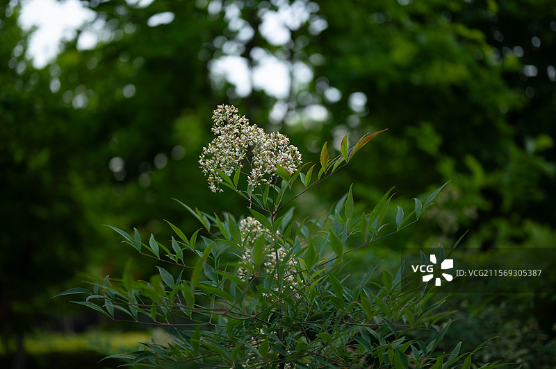 夏日南天竹图片素材
