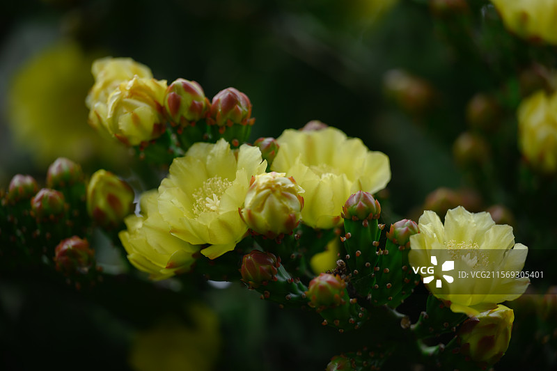 黄色仙人掌花图片素材