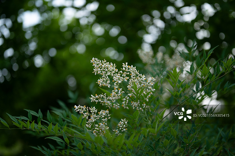 夏日南天竹图片素材