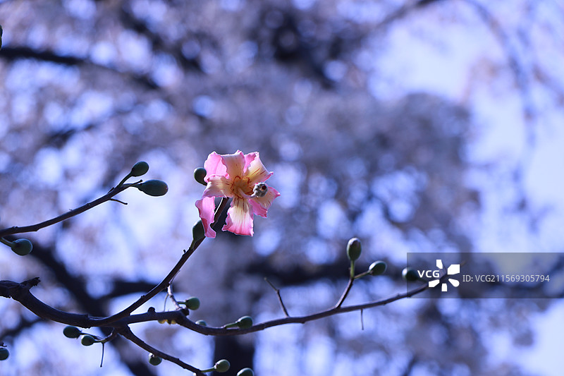 粉色白色异木棉图片素材