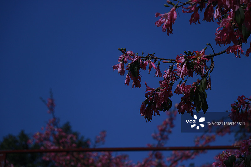 粉色白色异木棉图片素材