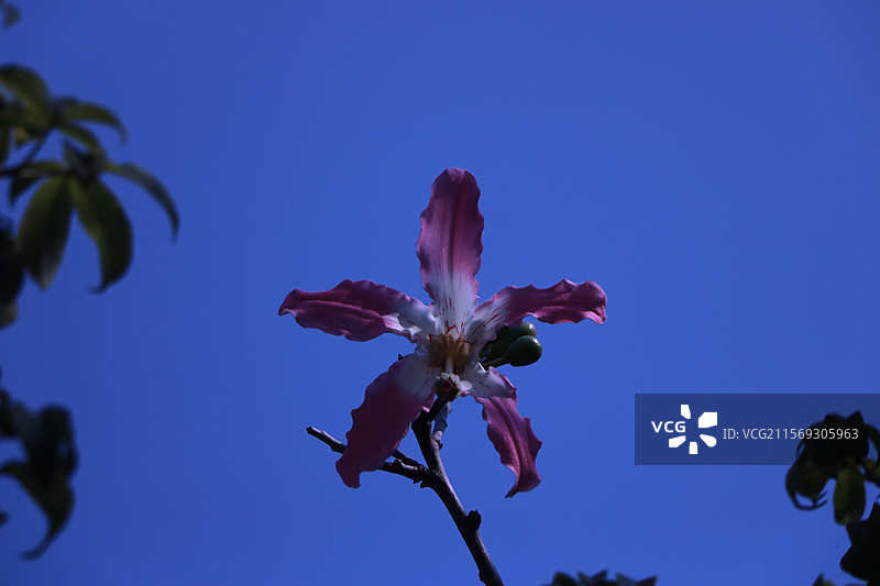 粉色白色异木棉图片素材