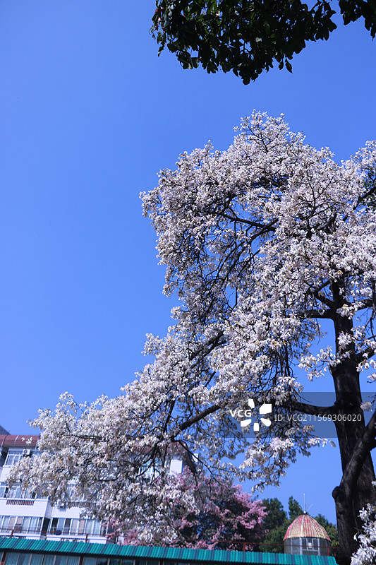白色粉色异木棉图片素材