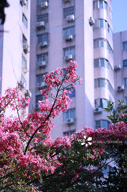 粉色白色异木棉图片素材