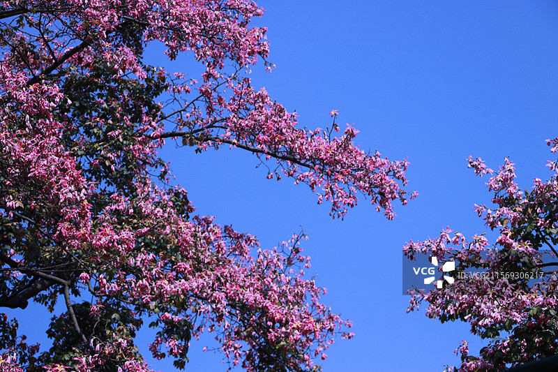 粉色白色异木棉图片素材