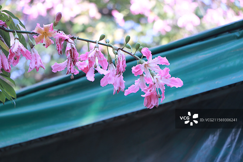 粉色白色异木棉图片素材