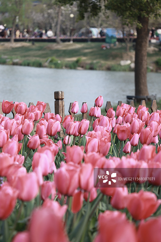 盐城大丰荷兰花海郁金香图片素材