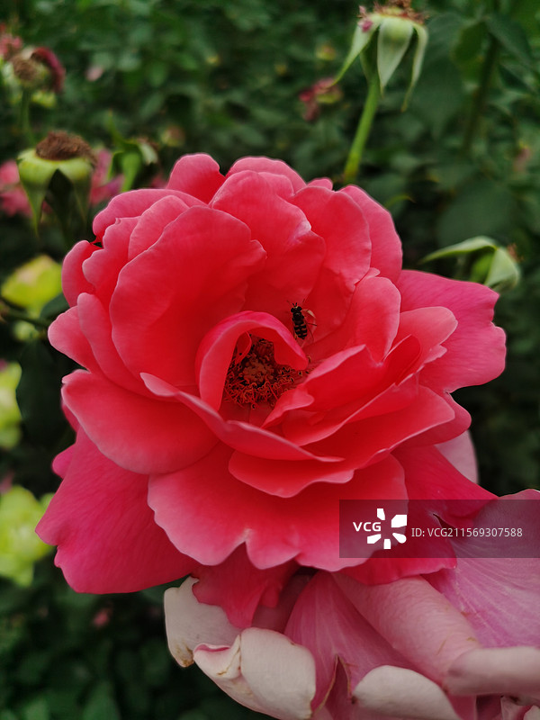 月季花图片素材