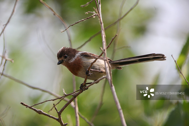 银喉长尾山雀幼崽图片素材