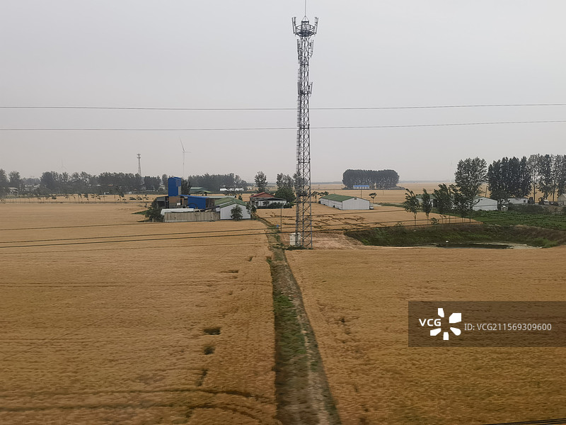 小麦、麦田、麦浪、麦穗、麦芒、中原、河南、平原、田野、耕地、图片素材