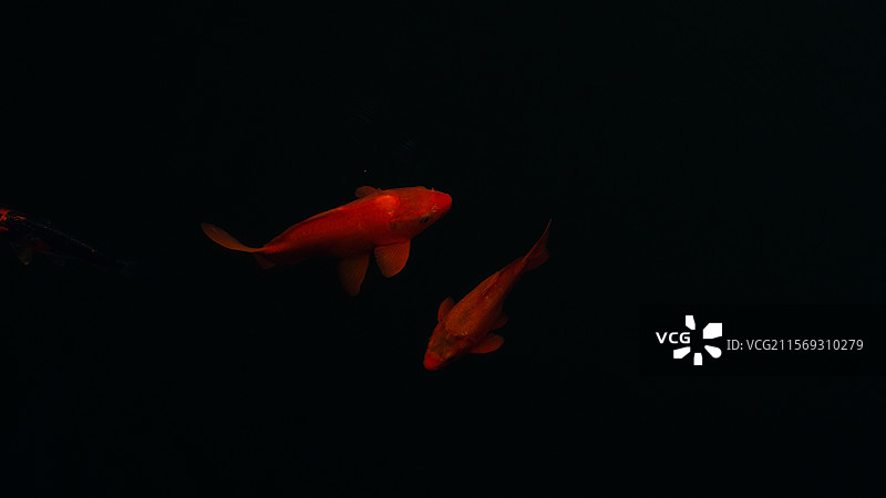 黑色背景下鱼的特写镜头图片素材
