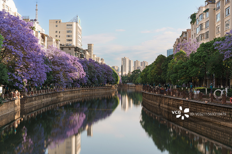 盘龙江边的蓝花楹-昆明图片素材