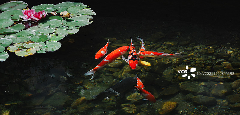阳明故居锦鲤图片素材
