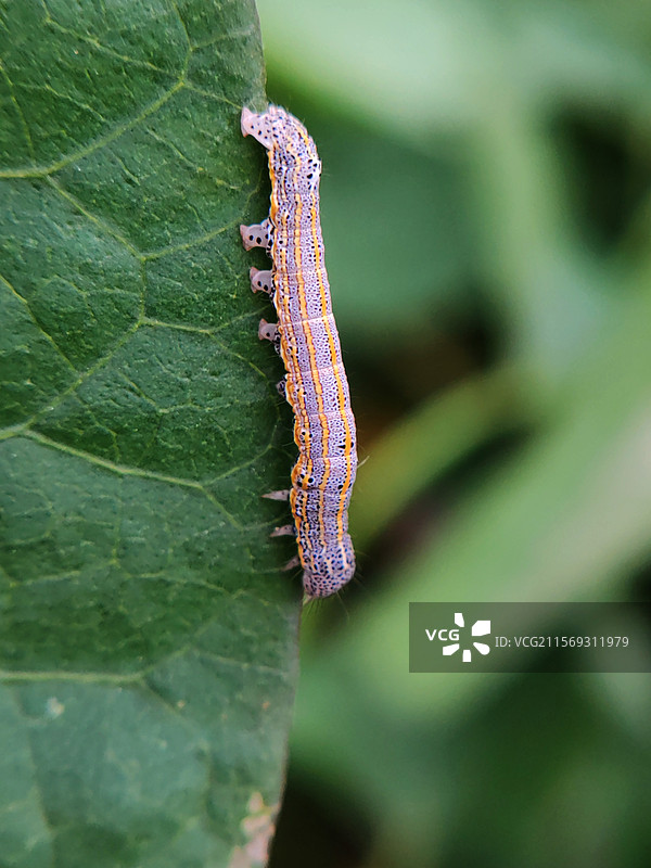 番薯叶虫图片素材