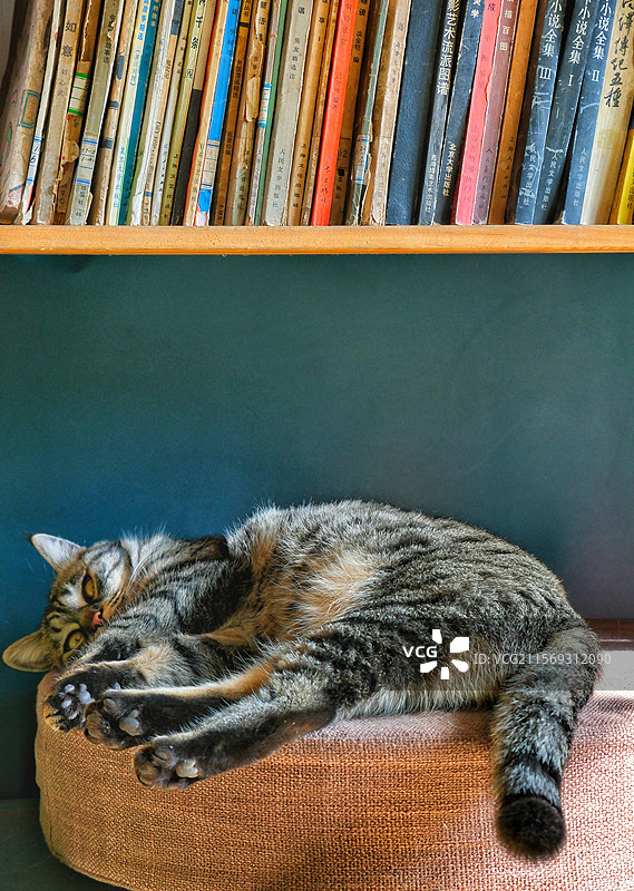 躺着休息的狸花猫。放松。室内书架下图片素材