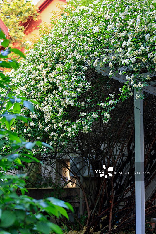 白色的额木香花花墙图片素材