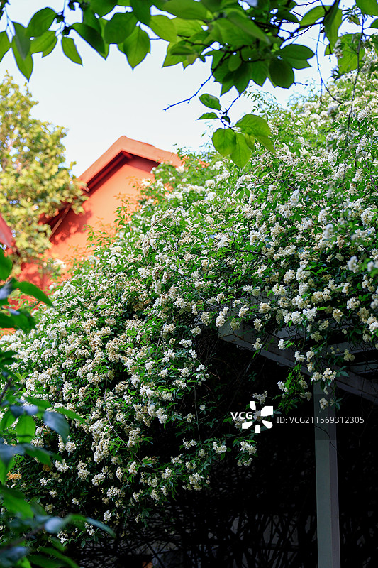 白色的额木香花花墙图片素材