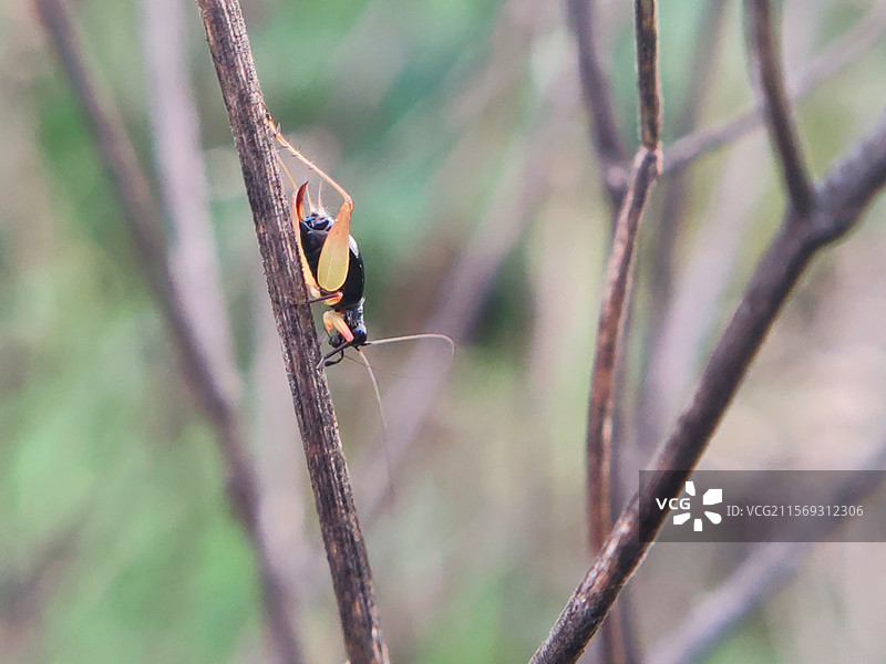 枯枝上的蟋蟀图片素材