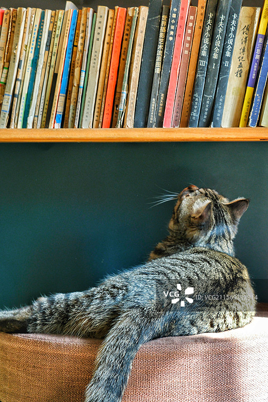 趴着休息的狸花猫。背影。放松。室内书架下。书籍图片素材