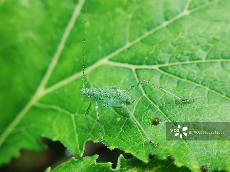 叶子上绿色的蝈蝈图片素材