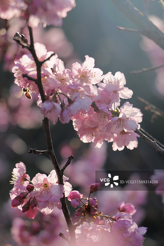 梦幻樱花与蜜蜂图片素材