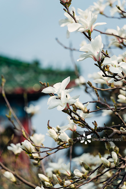 玉兰花植物特写图片素材