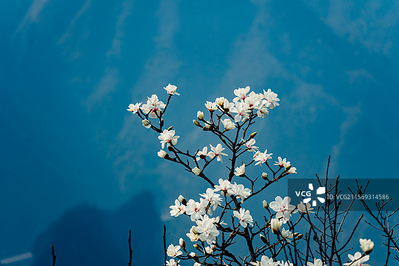 玉兰花植物特写图片素材