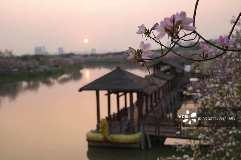 海珠湿地公园紫荆花图片素材