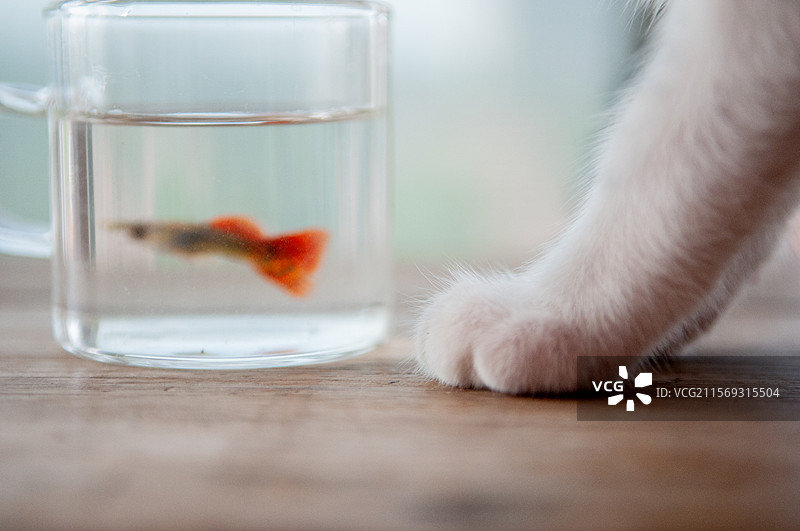 猫，宠物，鱼，图片素材